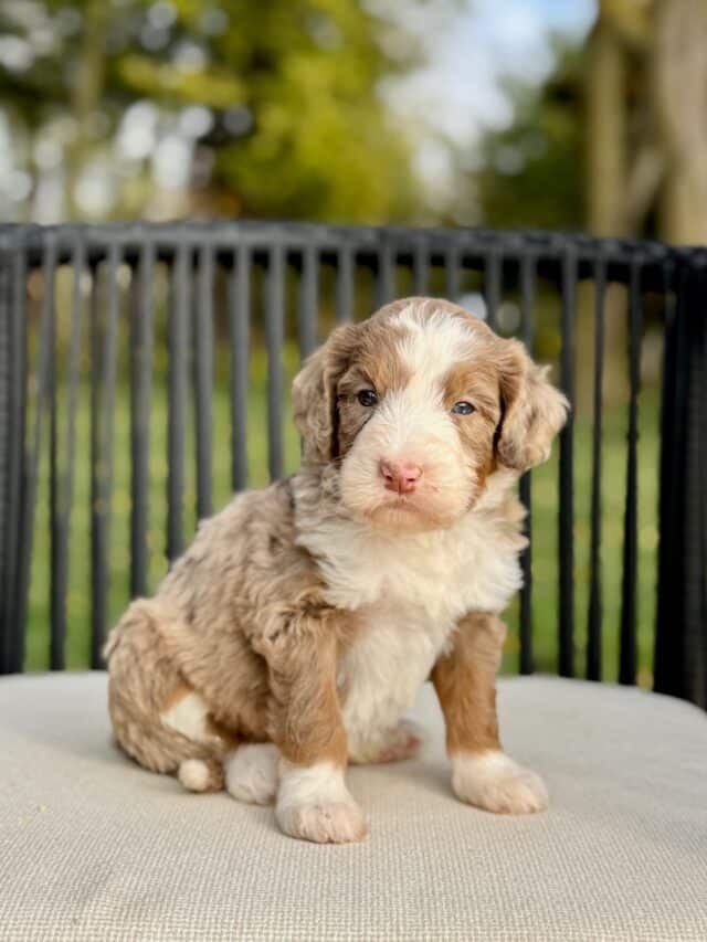 bernedoodle puppy