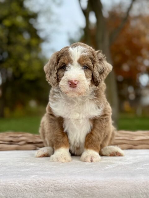 bernedoodle puppy