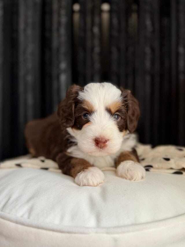 bernedoodle pyppy