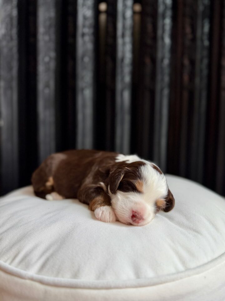 bernedoodle puppy