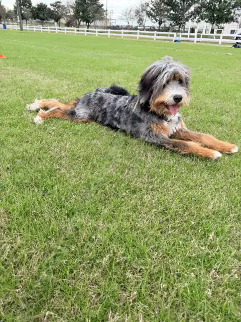 Straight coated Bernedoodle relaxing after playing outside