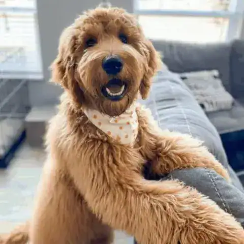 Straight coat furnished Goldendoodle posing for picture for mom