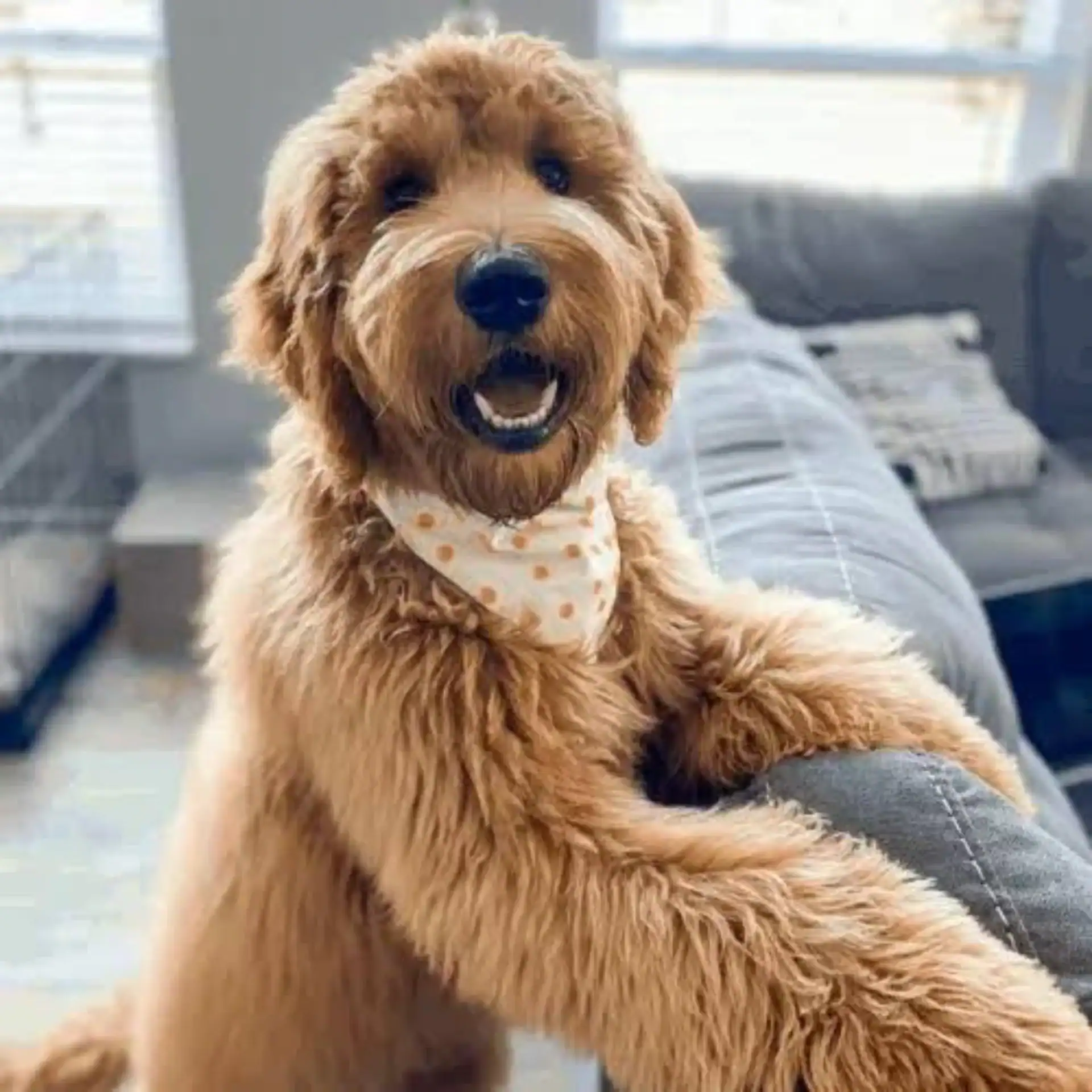 Straight coat Bernedoodle playing with its owner.