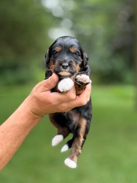 bernedoodle puppy