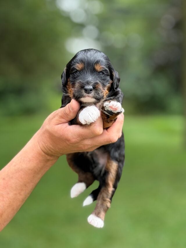 bernedoodle puppy