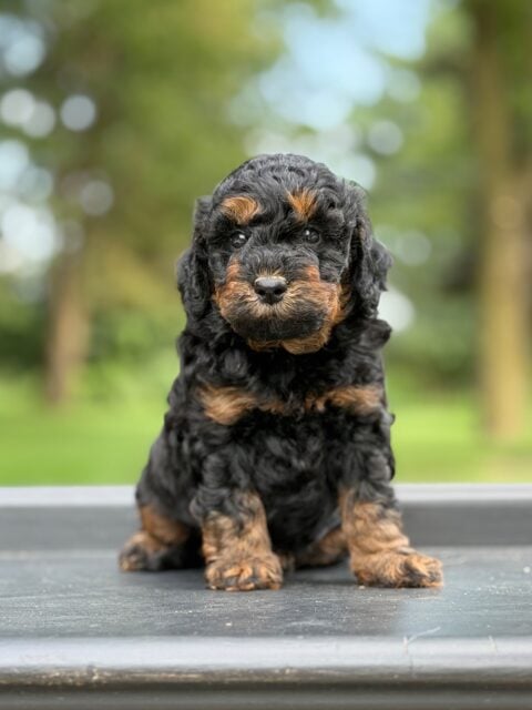 bernedoodle puppy