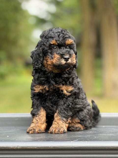 bernedoodle puppy