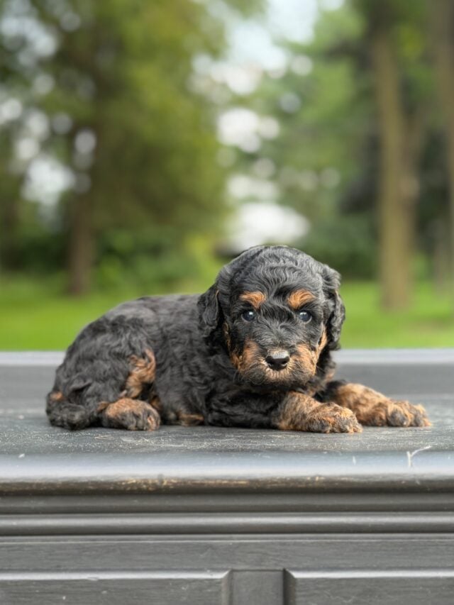 bernedoodle puppy
