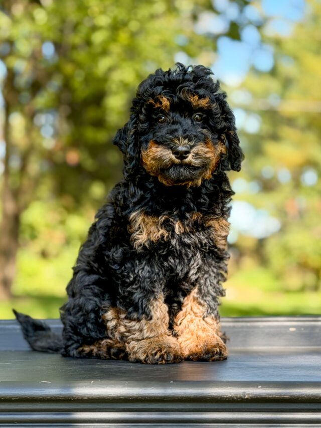 bernedoodle puppy