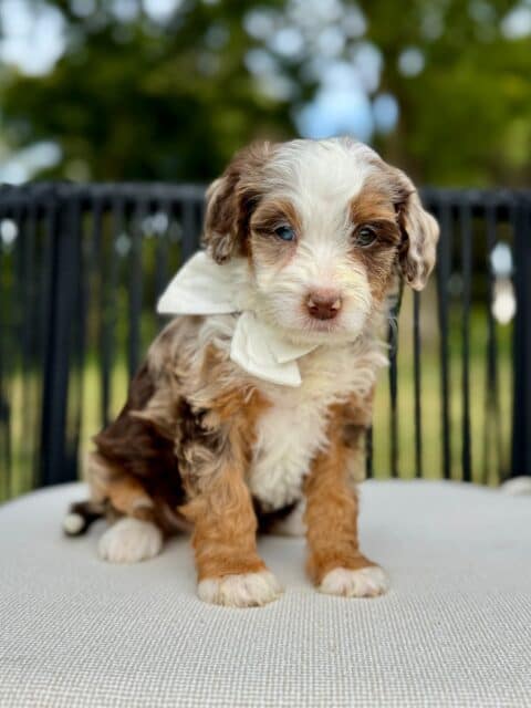 bernedoodle puppy