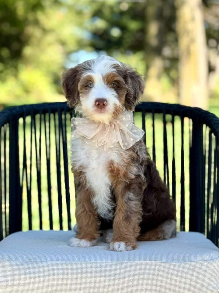 bernedoodle puppy