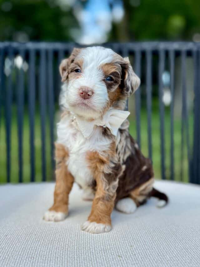 bernedoodle puppy