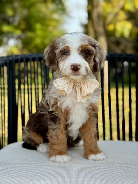bernedoodle puppy