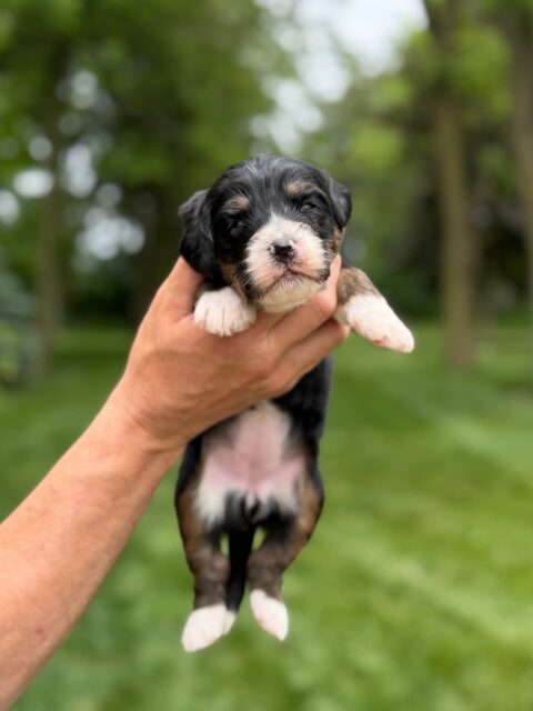 bernedoodle puppy