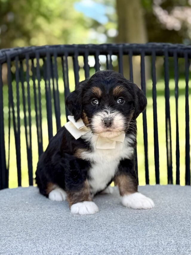 bernedoodle puppy
