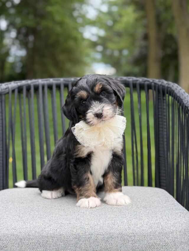 bernedoodle puppy