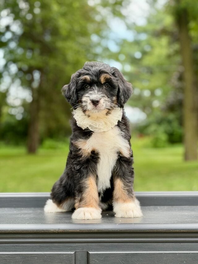 bernedoodle puppy