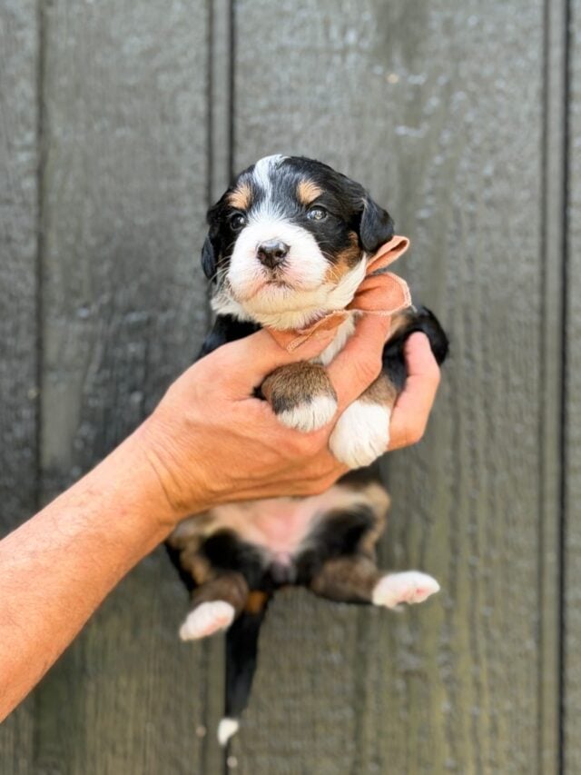 bernedoodle puppy