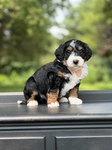 bernedoodle puppy