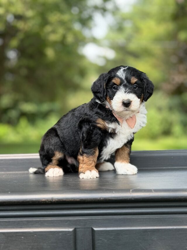 bernedoodle puppy