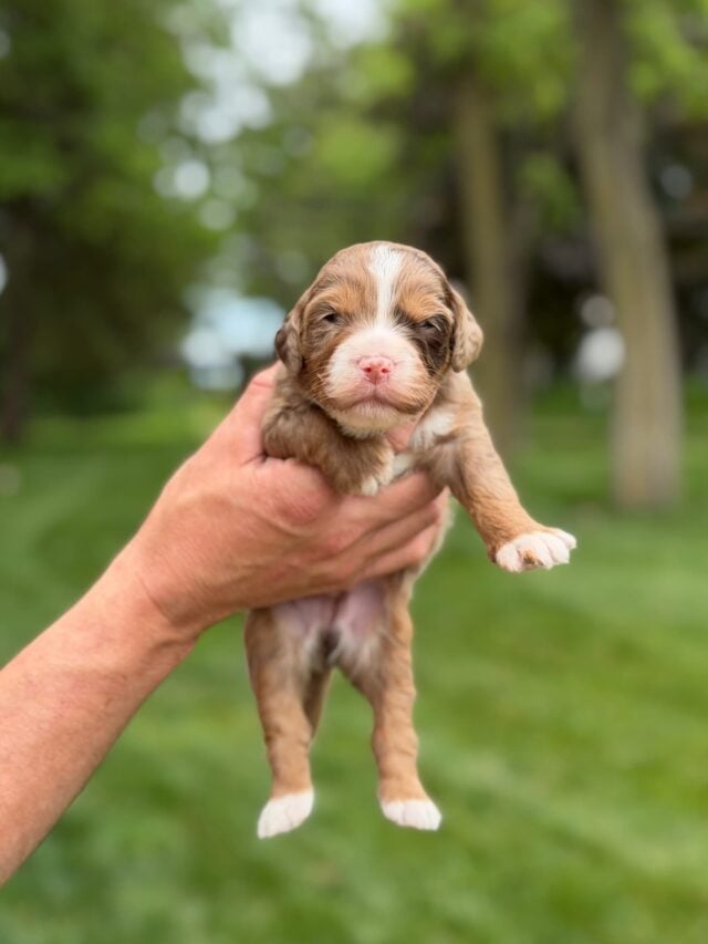 bernedoodle puppy