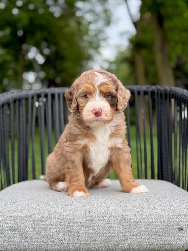 bernedoodle puppy