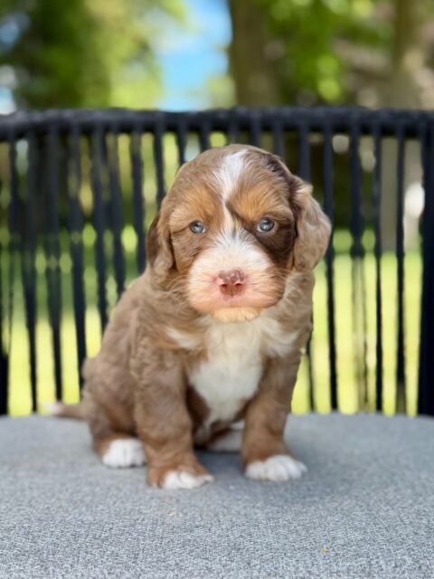 bernedoodle puppy