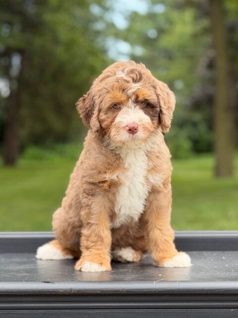bernedoodle puppy