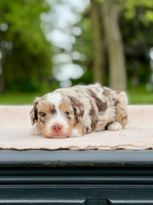 bernedoodle puppy