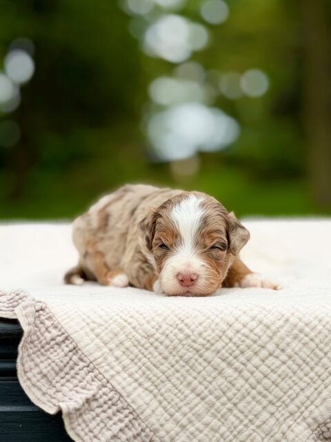 bernedoodles puppy