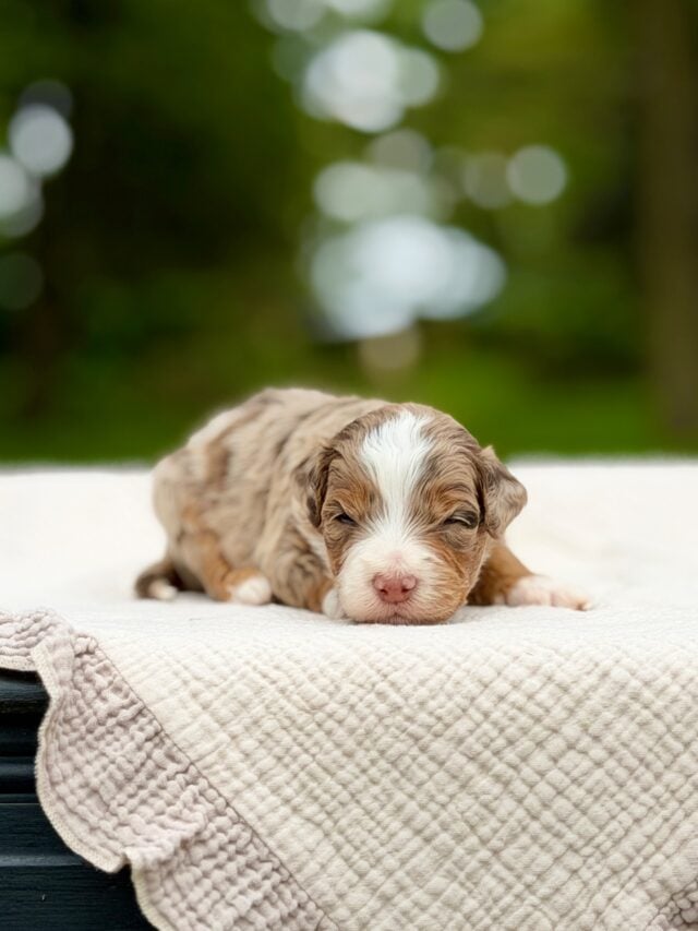 bernedoodles puppy