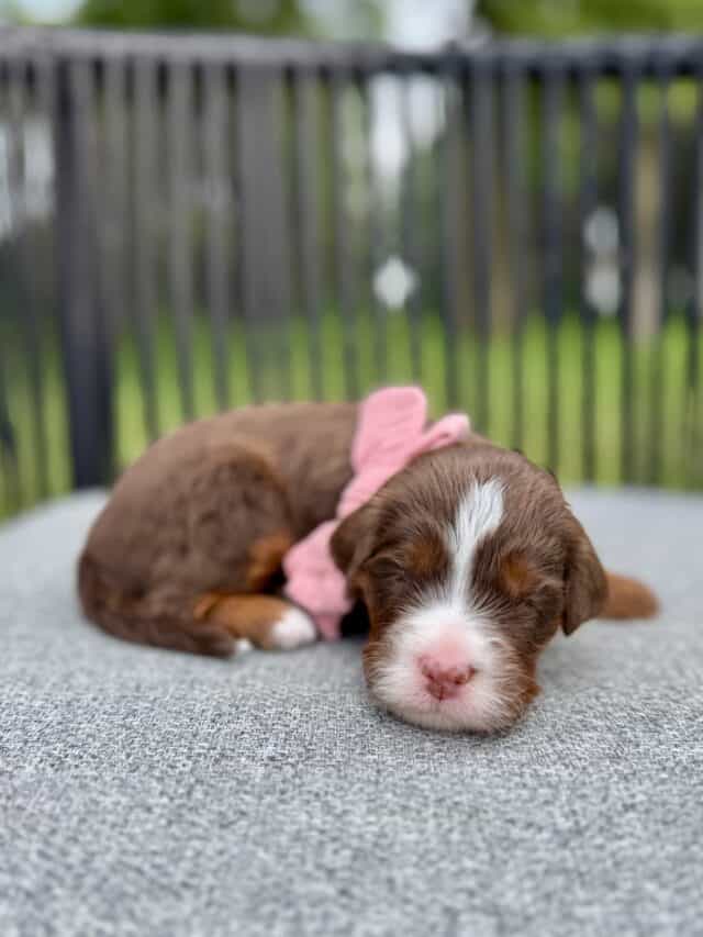 chocolate bernedoodle puppy