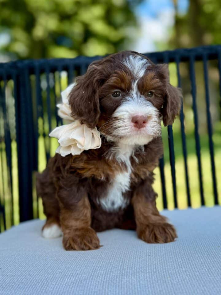 bernedoodle puppy