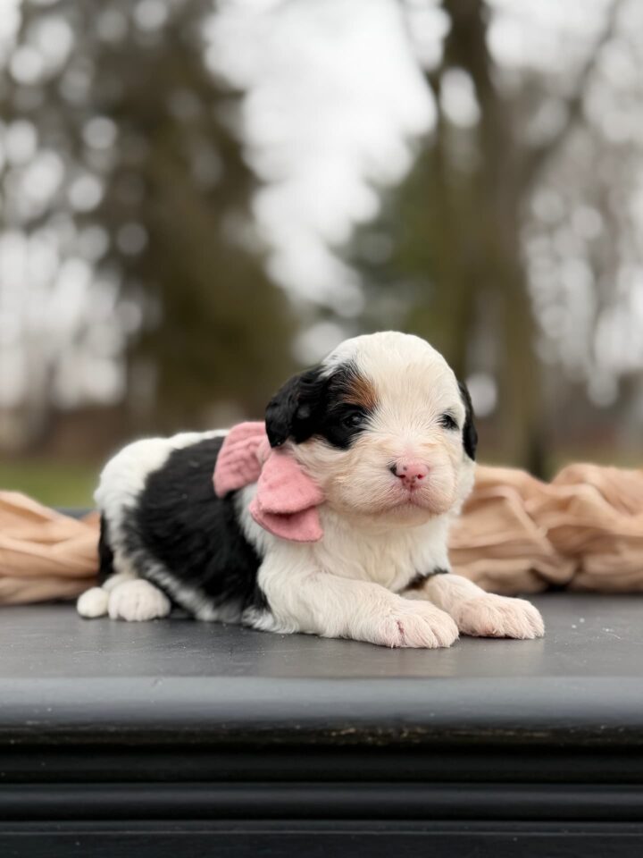 bernedoodle puppy