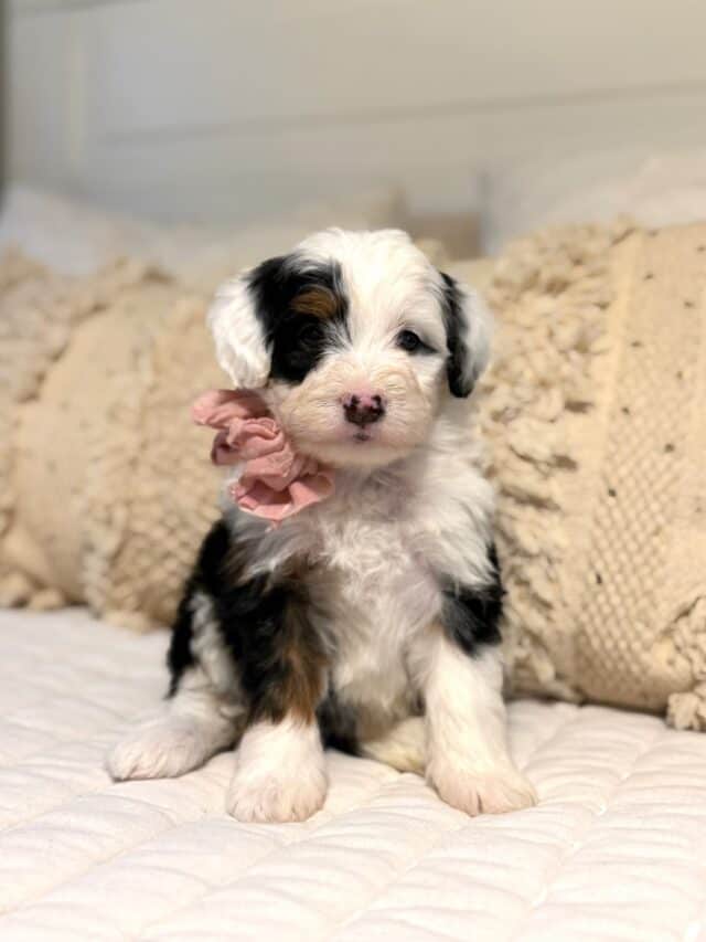 bernedoodle puppy