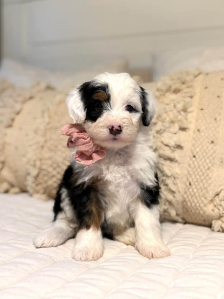 bernedoodle puppy