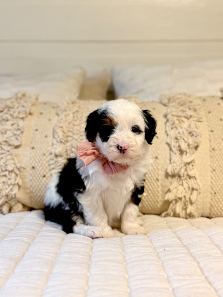 bernedoodle puppy