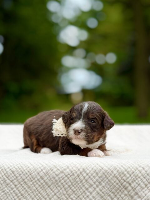 bernedoodles puppy