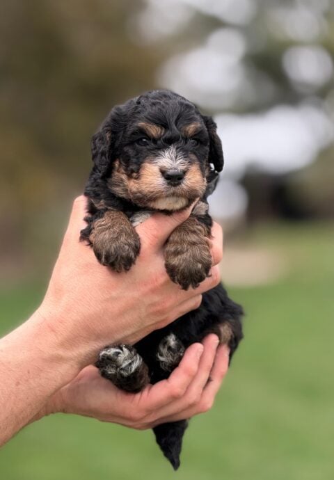 bernedoodle puppy