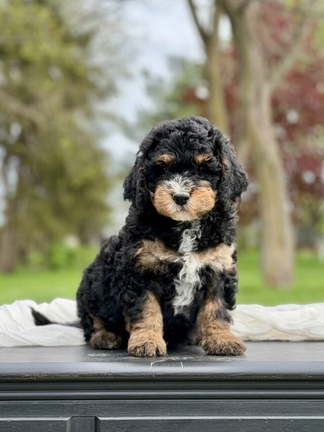 bernedoodle puppy