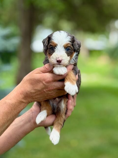 bernedoodle puppy