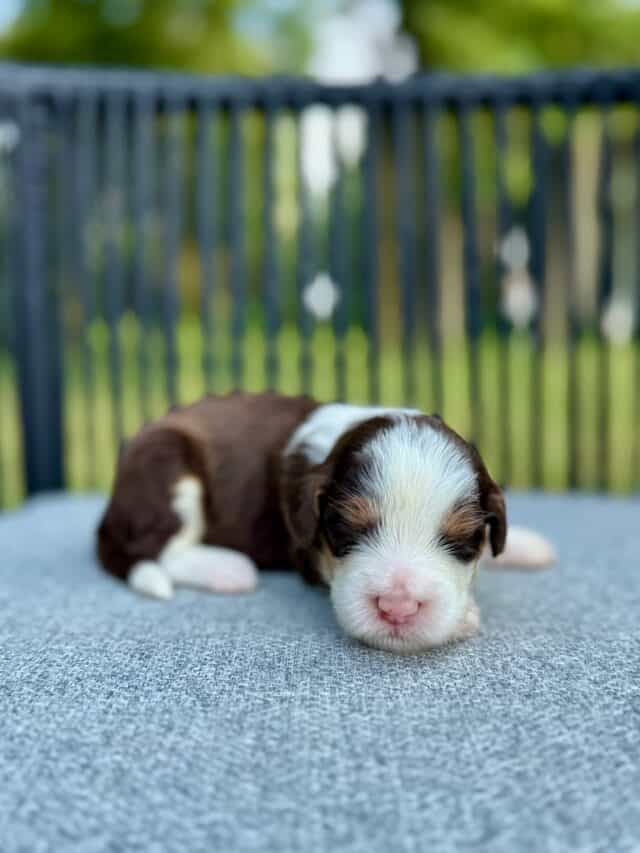 chocolate bernedoodle puppy