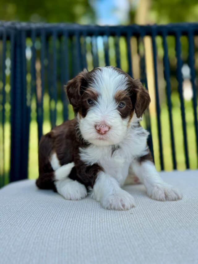 bernedoodle puppy