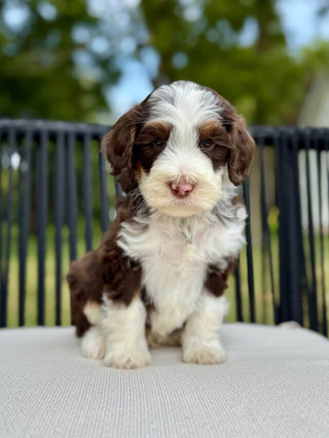 bernedoodle puppy