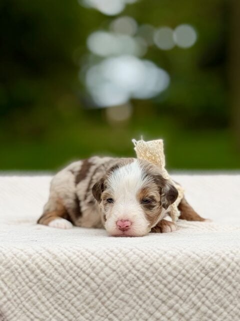 bernedoodles puppy