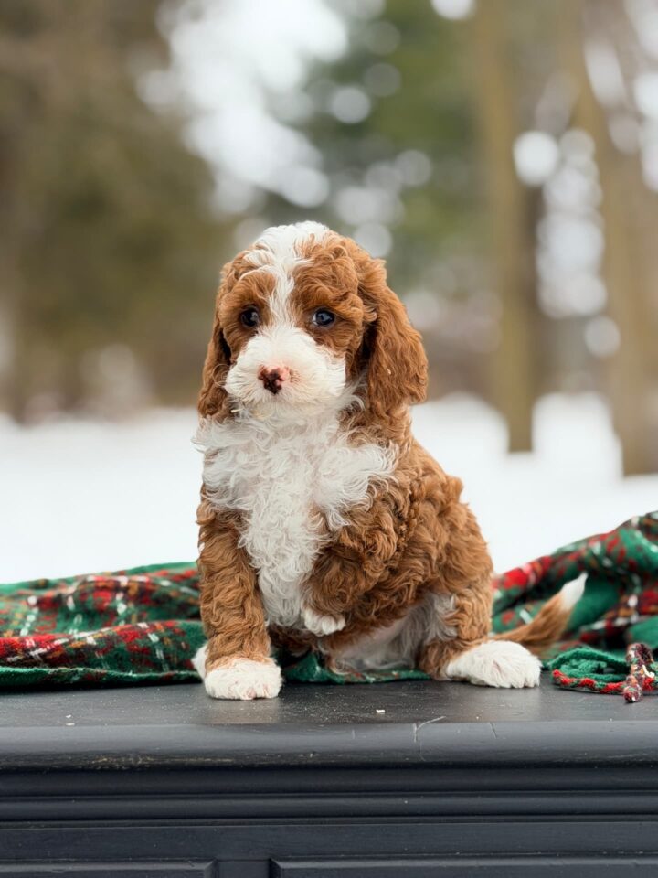 goldendoodle puppy