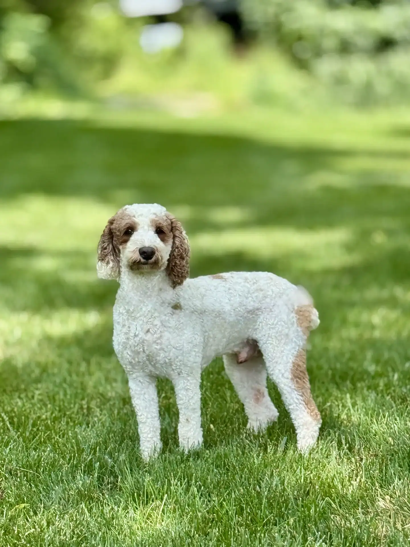 Toy Poodle