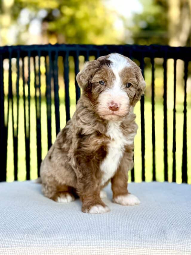 bernedoodle puppy