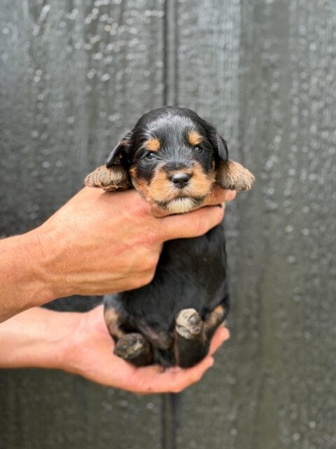 bernedoodle puppy