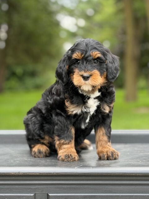 bernedoodle puppy